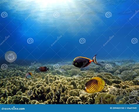 Marine Life In The Red Sea Red Sea Coral Reef With Hard Corals Fishes
