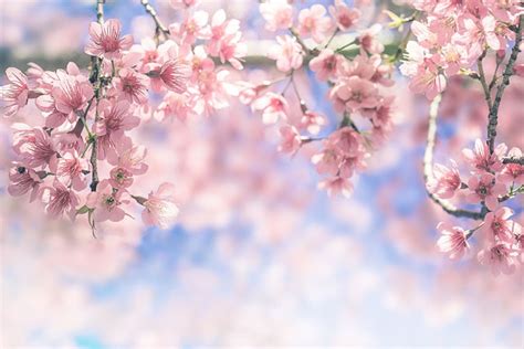 Collection Of The Most Beautiful Peach Blossom Wallpaper For The Computer