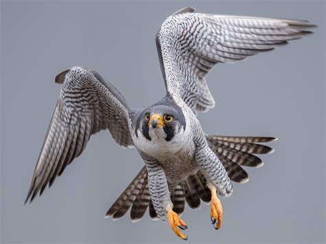 Peregrine Falcon | Urban Raptor Conservancy
