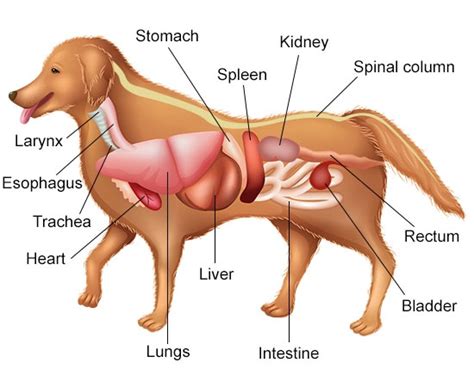 Dog leg anatomy is complex, especially dog knees, which are found on the hind legs. A Visual Guide to Understanding Dog Anatomy With Labeled Diagrams - DogAppy
