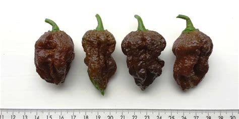 I found one pepper that was 19 grams which is huge!! Chocolate Scorpion - Diana's mooie moestuin