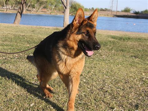 Black And Red German Shepherd Dog For Sale Zauberberg