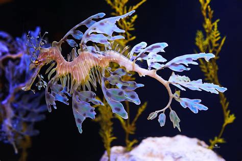 Leafy Sea Dragon Seahorse Photograph By Russ Harris