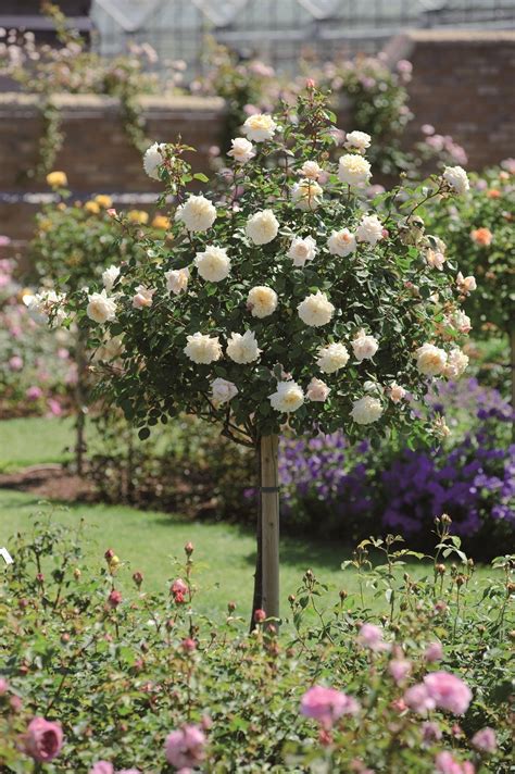 Crocus Rose Standard Ausquest Rose Garden Design Rose Trees