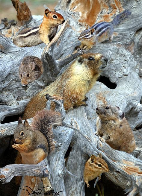 Small Mammal Collage Photograph By David Salter Fine Art America