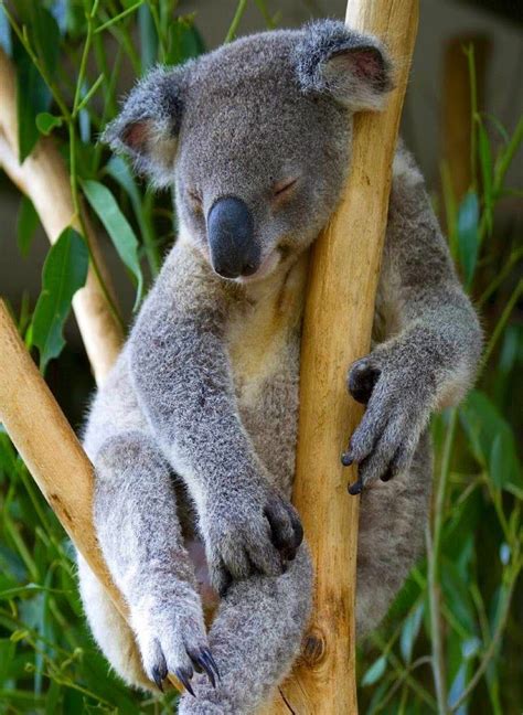 Sign In Animals Beautiful Koala Bear Koalas