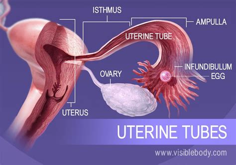 Egg Cells From The Ovaries Move Through The Uterine Tubes The Path Of The Egg During