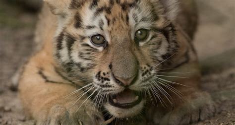 New Tiger Cubs Debut At Columbus Zoo Today 1870 Mag