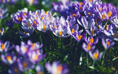 Nw04 Flower Purple Spring Nature Wallpaper