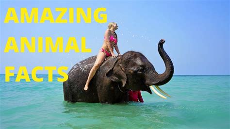 Apr 24, 2013 · wise and otherwise: Interesting Animal Trivia for School Kids and Adults ...
