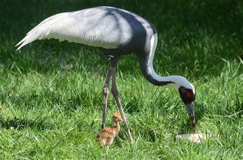 White Naped Crane Hatches At The Smithsonian Conservation Biology Institute Smithsonians