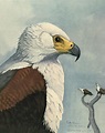 by Louis Agassiz Fuertes (1874-1927) | Eagle art, Wildlife prints, Bird ...