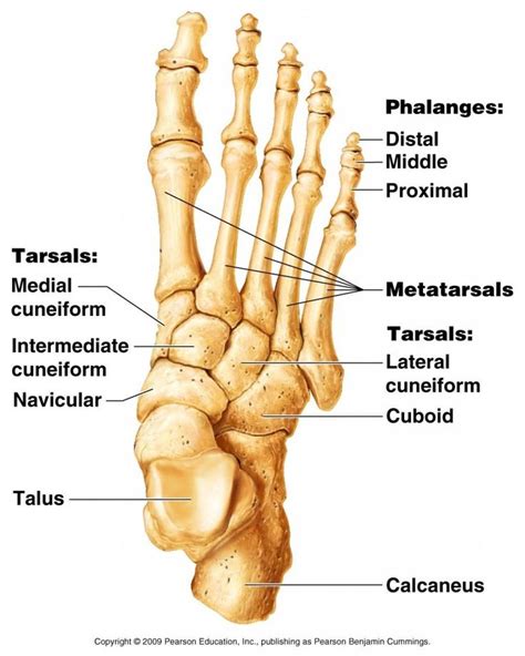 Foot Bone Tarsal Bone Anatomy Anatomy Bones