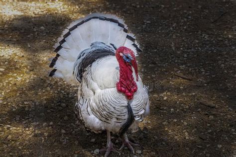 The Domestic Turkey Meleagris Gallopavo Domesticus Stock Photo Image