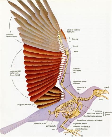 R T Peterson Wing Anatomy Wing Anatomy Bird Drawings Wings Book