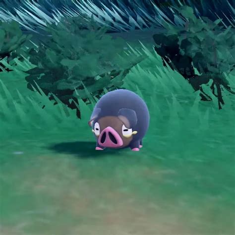 Lechonk The New Lechón Inspired Pokémon Has Become A Crowd Favourite