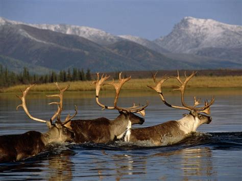 A Guide To Alaskas Kobuk Valley National Park Alaska Wildlife Kobuk