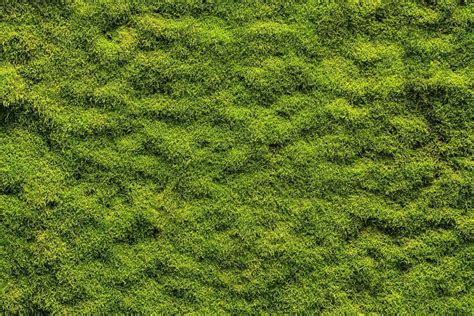 How To Create A Moss Lawn In 5 Easy Steps Garden Tabs Grass