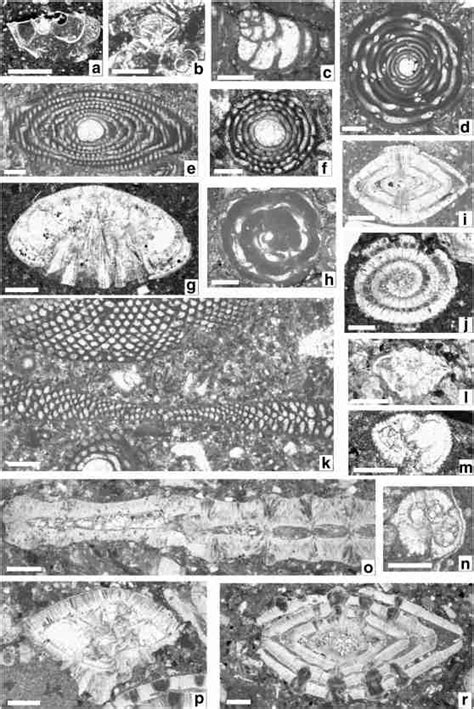 Some Age Diagnostic Planktic And Benthic Foraminifera Identified From