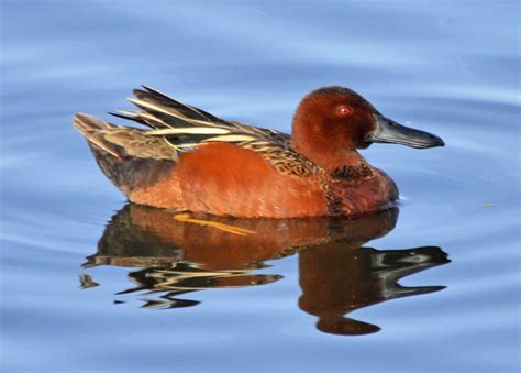 Birding On The Road Cinnamaon Teal