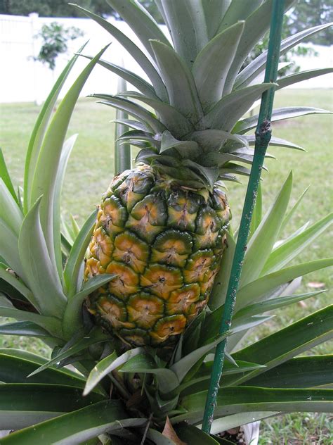 Is This Pineapple Ripe General Fruit Growing Growing Fruit