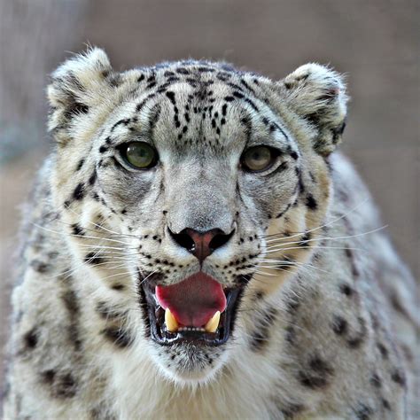 25 Rare Black Snow Leopard 228665 Jpblopixtkfni