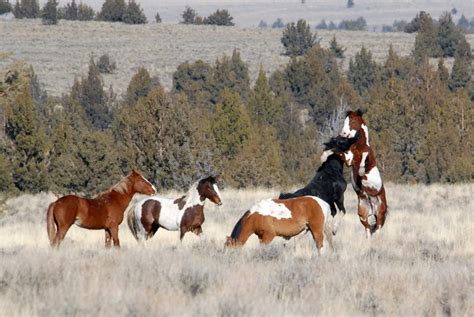 These Beautiful Wild Horses Were Unknown Until Discovered In Oregon In 1977
