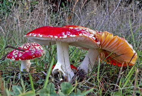Amanita Muscaria 1020835lr A Common Poisonous Mushroom