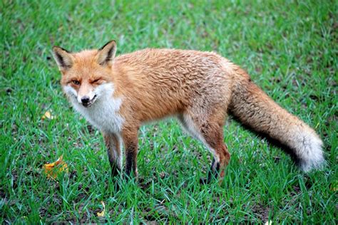 Free Images Wildlife Predator Fauna Red Fox Wild Animal