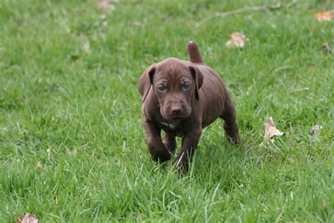 However, he will require constant exercise to keep him happy. Mapleton Farm Sales List: Liver German Shorthaired Pointers