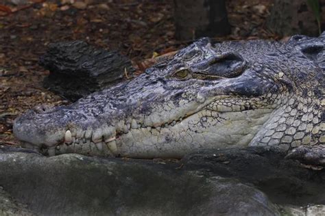 Crocodile Crocodylidae Reptile Close Up Head Stock Image Everypixel
