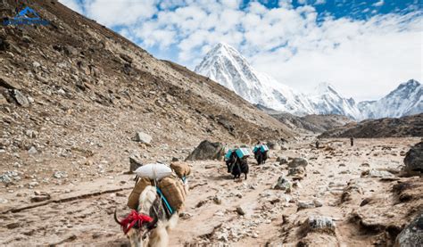 Trekking In Nepal A Beginners Guide To Exploring The Himalayas