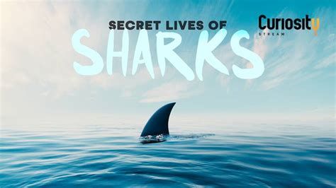 Secret Lives Of Sharks Tv Serien På Nettet Viaplay