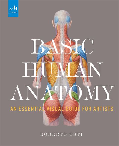 Galleon Basic Human Anatomy An Essential Visual Guide For Artists