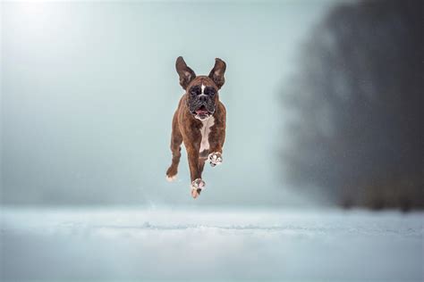 Boxer Dog In Action Photograph By Tamas Szarka Pixels