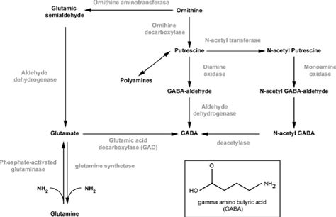 Multiple Biosynthesis Pathways Of GABA From Glutamate GAD And From