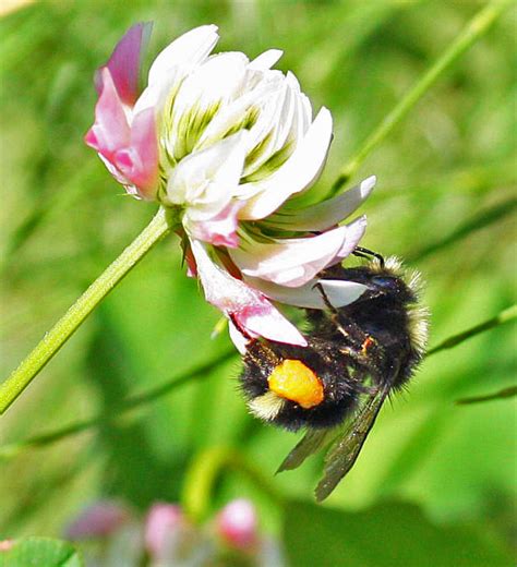 Bumble Bees Hibernate Honey Bees Do Not Honey Bee Suite