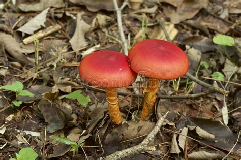 Beautiful Red Mushrooms In Autumn Stock Image Image Of Outdoor