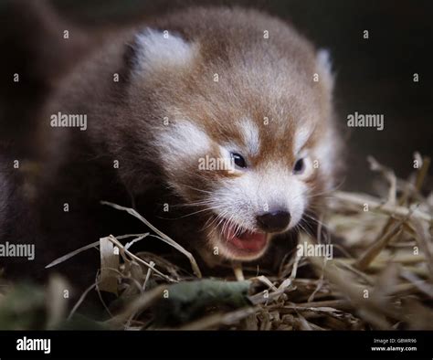 Baby Red Pandas Stock Photo Alamy