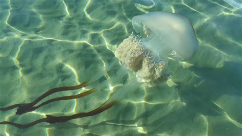 Can Anyone Tell Me What Kind Of Jellyfish This Is Spotted In South