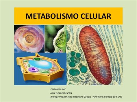 Metabolismo En Seres Vivos