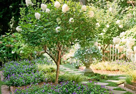 Jinx Synergy Best Flowering Trees Zone 7 Goldenchain Tree Laburnum