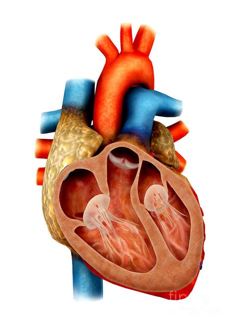 Anatomy Of Human Heart Cross Section Digital Art By Stocktrek Images