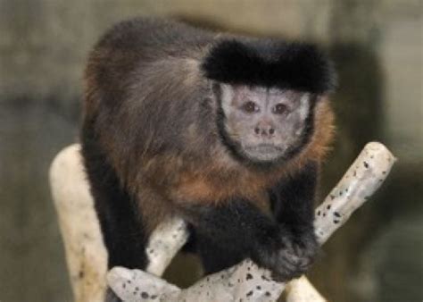 Capuchin Monkey Zoo