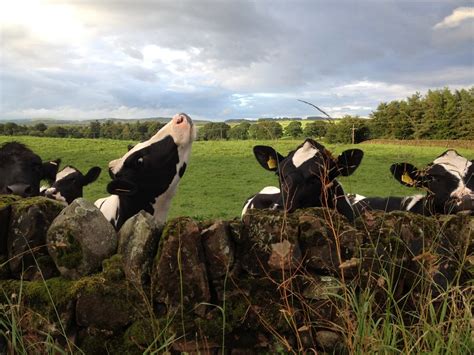 Cows Lesley Flickr