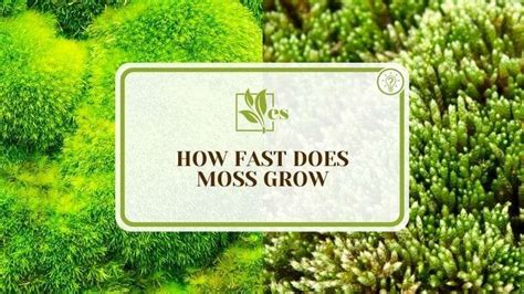 How Fast Does Moss Grow Everything You Need To Know