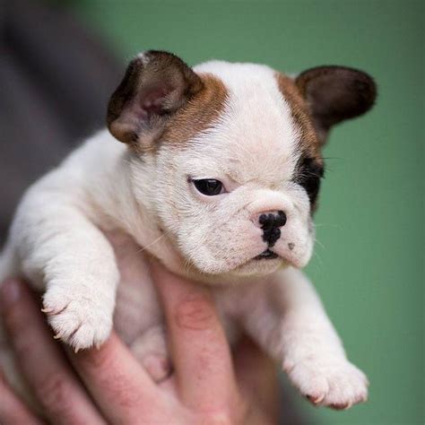 See more ideas about french bulldog puppies, bulldog puppies, cute dogs. T-cup Mini French Bulldog Puppies for Sale,Some of the ...