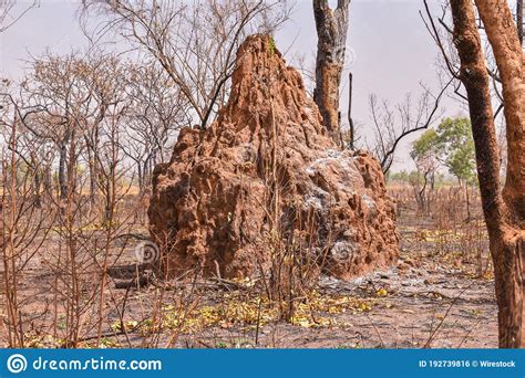 Giant Termite Mound In An Empty Field Stock Photo Image Of Trunks