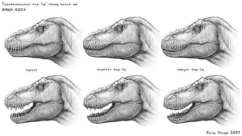 Tyrannosaurus Rex Lip Study Based On Amnh 5027 Artwork By Emily Stepp
