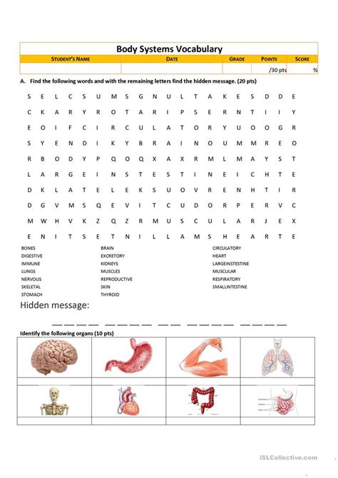 Body Systems Matching Worksheet